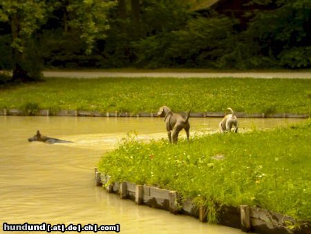 Irischer Soft Coated Wheaten Terrier Strandleben im Englischen Garten