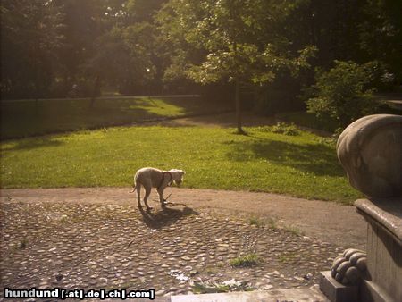 Irischer Soft Coated Wheaten Terrier Chrissie lustwandelnd...