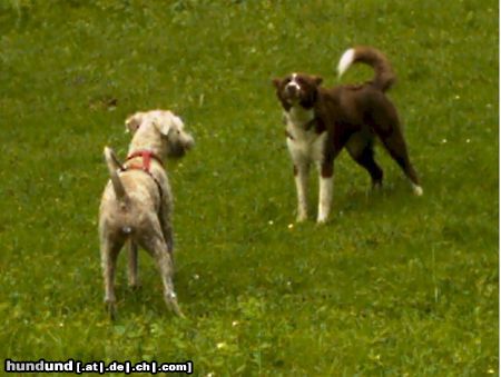 Irischer Soft Coated Wheaten Terrier mal wieder eine Begegnung besonderer Art