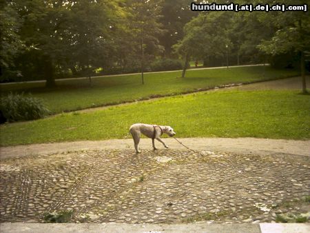 Irischer Soft Coated Wheaten Terrier Chrissie lustwandelnd...