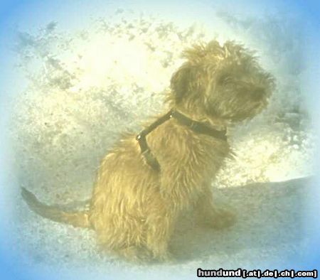 Irischer Soft Coated Wheaten Terrier Chrissie, 3.5 Monate