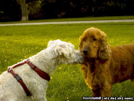 Irischer Soft Coated Wheaten Terrier Chrissie, 8 Monate in Zuneigung