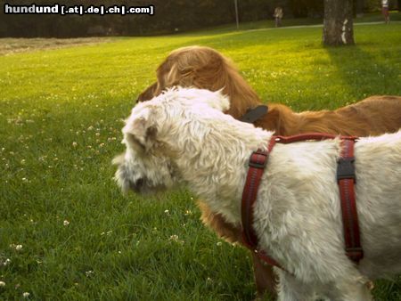 Irischer Soft Coated Wheaten Terrier aus der Hundeperspektive (Chrissie)