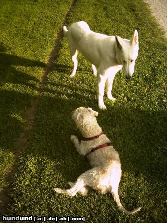 Irischer Soft Coated Wheaten Terrier Chrissie und Chico