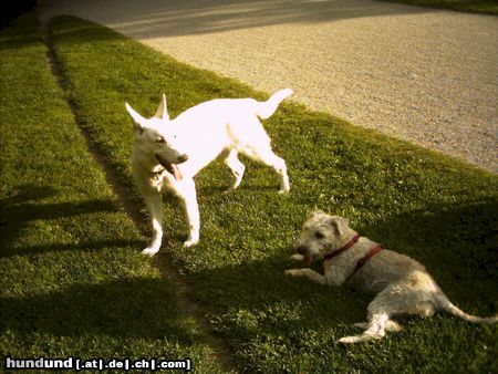 Irischer Soft Coated Wheaten Terrier Chrissie und Chico