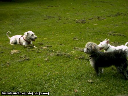 Irischer Soft Coated Wheaten Terrier Chrissie erzählt...