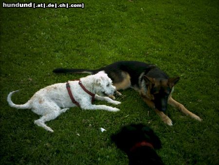 Irischer Soft Coated Wheaten Terrier Chrissie mit Shadow und Betty