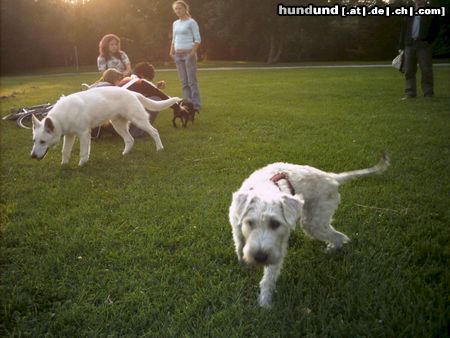 Irischer Soft Coated Wheaten Terrier Chrissie auf dem Sprung