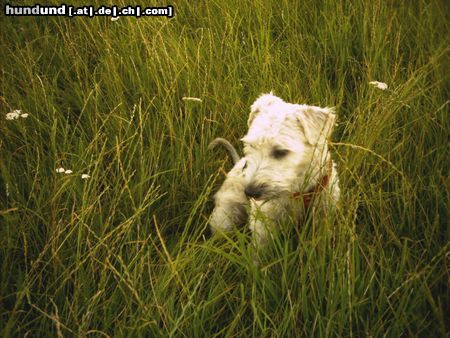 Irischer Soft Coated Wheaten Terrier Chrissie, noch 8 Monate