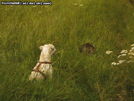 Irischer Soft Coated Wheaten Terrier Erste Begegnungen