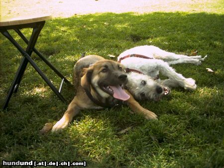 Irischer Soft Coated Wheaten Terrier Diese Hitze...!