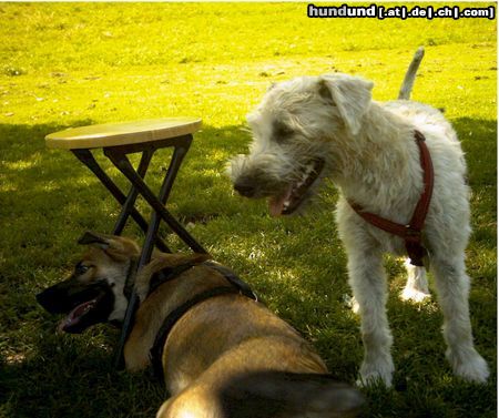 Irischer Soft Coated Wheaten Terrier Irgendwas läuft hier verquer...!