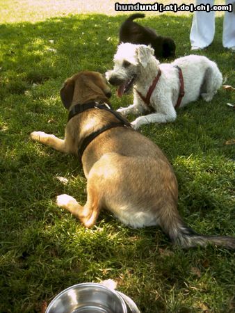 Irischer Soft Coated Wheaten Terrier Plausch