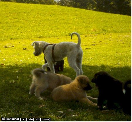 Irischer Soft Coated Wheaten Terrier So ein Kindergarten !