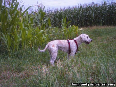 Irischer Soft Coated Wheaten Terrier Chrissie, 9 Monate