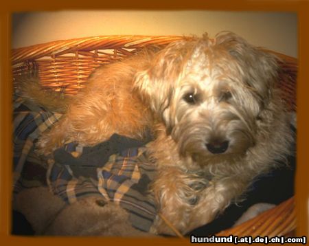 Irischer Soft Coated Wheaten Terrier Chrissie 6.5 Monate