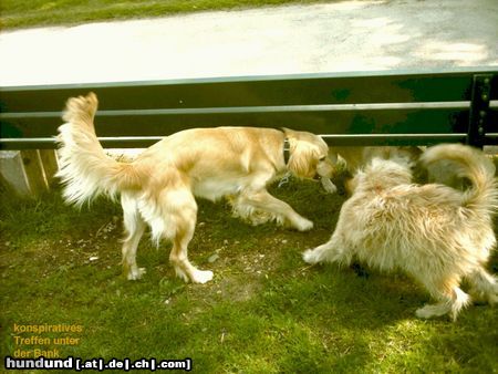 Irischer Soft Coated Wheaten Terrier Chrissie-konspiratives Treffen unter der Bank