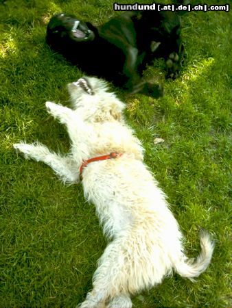 Irischer Soft Coated Wheaten Terrier Chrissie - was gibt es Schöneres !