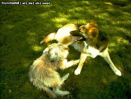 Irischer Soft Coated Wheaten Terrier Chrissie 6.5 Mo im Spiel