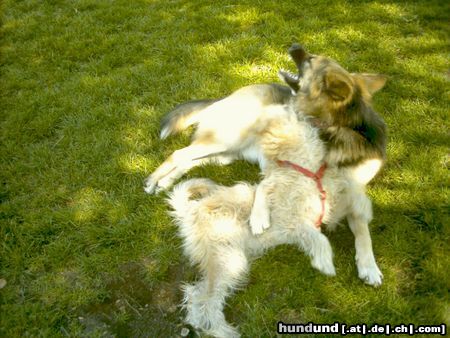 Irischer Soft Coated Wheaten Terrier Chrissie 6.5 Mo im Spiel