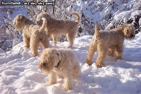 Irischer Soft Coated Wheaten Terrier die fantastischen 4