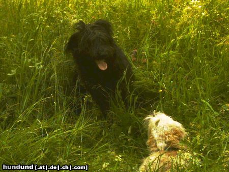 Irischer Soft Coated Wheaten Terrier Chrissie im Gras mit Wuschel