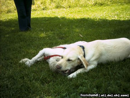 Irischer Soft Coated Wheaten Terrier Chrissie im Spiel