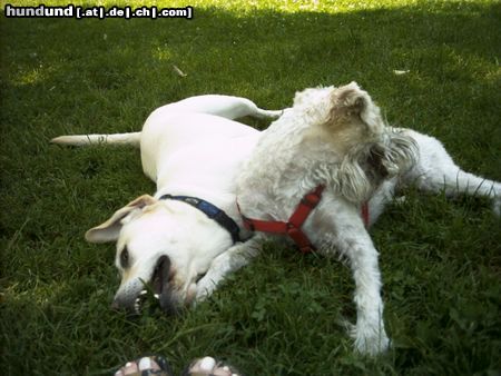 Irischer Soft Coated Wheaten Terrier Chrissie im Spiel