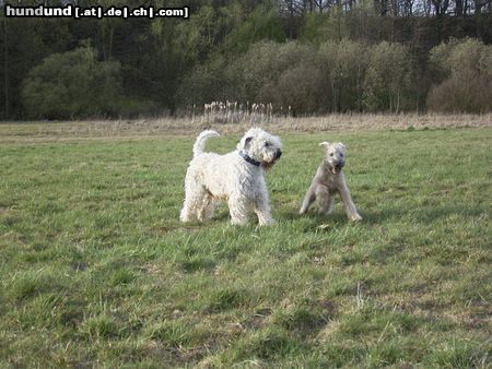 Irischer Soft Coated Wheaten Terrier Easy mit Tochter Emma