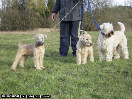 Irischer Soft Coated Wheaten Terrier Familienausflug