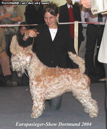 Irischer Soft Coated Wheaten Terrier Iron Maik of the Red Meadows