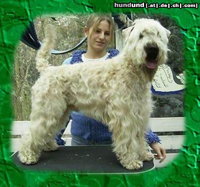 Irischer Soft Coated Wheaten Terrier Iron Maik of the Red Meadows