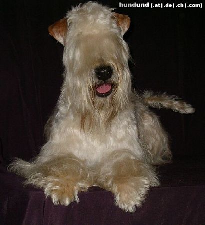 Irischer Soft Coated Wheaten Terrier Villa Rosas FARIDD