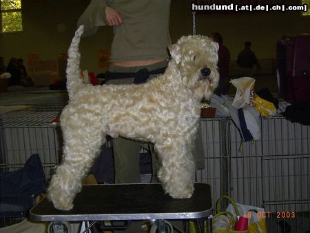 Irischer Soft Coated Wheaten Terrier CH Strongbow's Conway Fintain