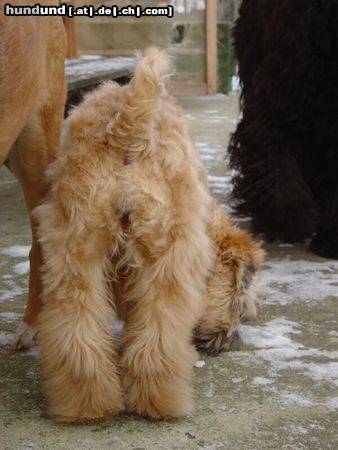 Irischer Soft Coated Wheaten Terrier I am a sweet puppy .... from each side 