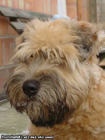 Irischer Soft Coated Wheaten Terrier I am a sweet puppy ....