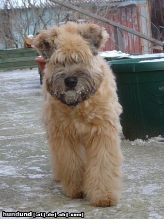 Irischer Soft Coated Wheaten Terrier JOANNA WHEATSTONE on a walk 