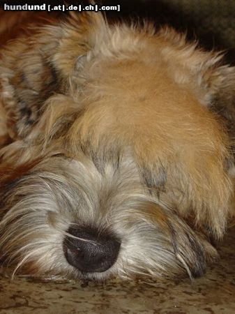 Irischer Soft Coated Wheaten Terrier WIESNA = Joanna 