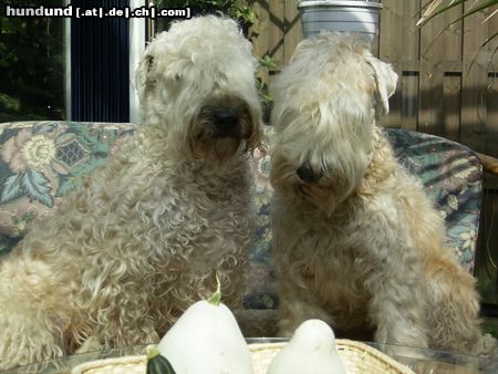 Irischer Soft Coated Wheaten Terrier Easy & Emma of the Red Meadows