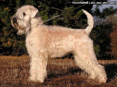 Irischer Soft Coated Wheaten Terrier Champion Eiminka KNÍ-YORK, CZ