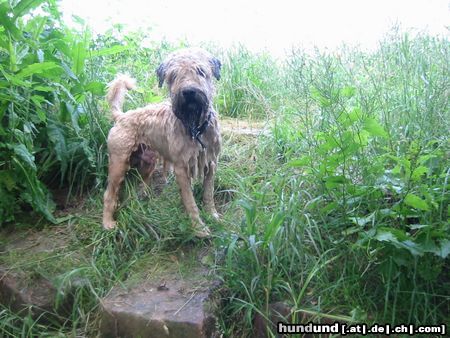 Irischer Soft Coated Wheaten Terrier Heißer Sommer 2003