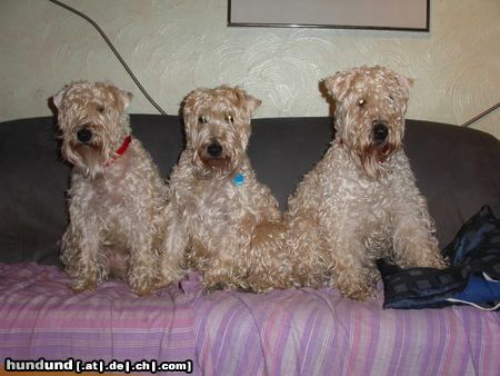 Irischer Soft Coated Wheaten Terrier Die Mädel's vom Strongbow's Clan