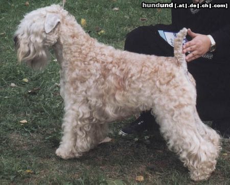 Irischer Soft Coated Wheaten Terrier Multichampion Barbara Bush KNÍ-YORK, CZ