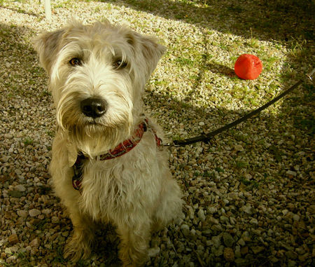 Irischer Soft Coated Wheaten Terrier Chrissie in Polen