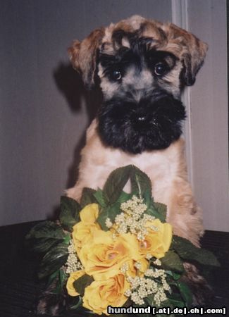 Irischer Soft Coated Wheaten Terrier Puppies Issa Sámer KNÍ-YORK, CZ