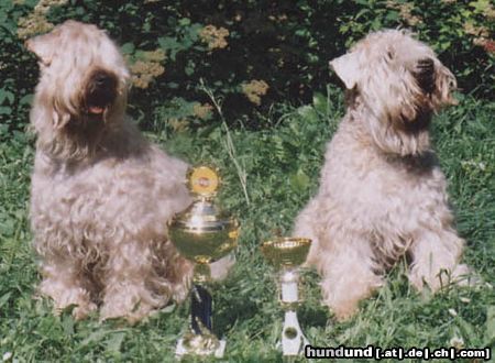 Irischer Soft Coated Wheaten Terrier European winners KNÍ-YORK, CZ