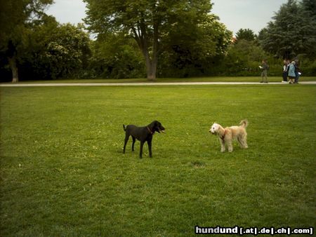 Irischer Soft Coated Wheaten Terrier Chrissie und ihre Begegnungen