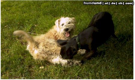 Irischer Soft Coated Wheaten Terrier Chrissie in Sturm und Drang 