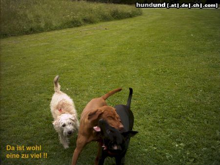 Irischer Soft Coated Wheaten Terrier Chrissie hintenan...