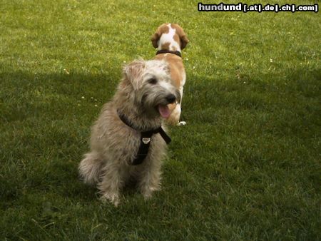 Irischer Soft Coated Wheaten Terrier Chrissie, 7 Mon.  im Pausenspiel